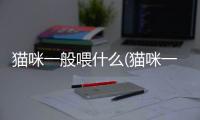 貓咪一般喂什么(貓咪一般取什么)
