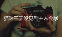 貓咪三天沒見到主人會暴躁嗎(貓咪見到主人就跑)