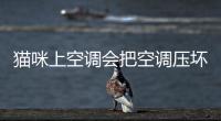 貓咪上空調(diào)會把空調(diào)壓壞嗎(貓咪夏天需要開空調(diào)嗎)