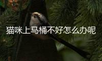 貓咪上馬桶不好怎么辦呢？貓上坐便