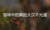 貓咪中的黑臉大漢不光暹羅貓一種，觀察力夠敏銳才能分清它們！