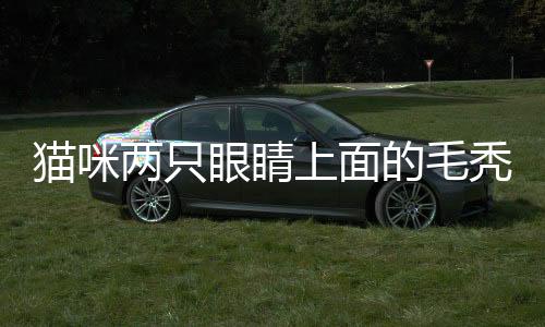 貓咪兩只眼睛上面的毛禿了(貓咪被人打了兩只后腿站不起來)