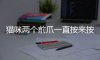 貓咪兩個前爪一直按來按去，貓咪兩個前爪來回倒騰是怎么回事?
