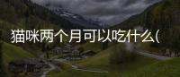 貓咪兩個月可以吃什么(貓咪兩個月吃什么增加營養)