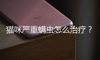貓咪嚴重螨蟲怎么治療？貓咪嚴重螨蟲怎么辦