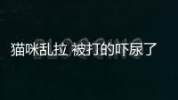 貓咪亂拉 被打的嚇尿了怎么辦？貓咪亂拉 被打的嚇尿了怎么回事