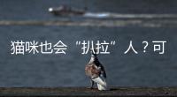 貓咪也會“扒拉”人？可不是在找茬，而是想表達這幾個意思