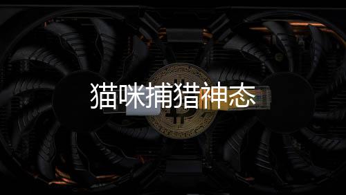 貓咪捕獵神態