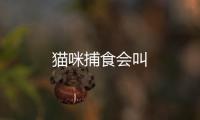 貓咪捕食會叫