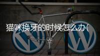 貓咪換牙的時候怎么辦(貓咪換牙期有什么癥狀)