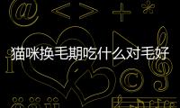 貓咪換毛期吃什么對毛好(貓咪化毛吃什么比較好)