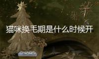 貓咪換毛期是什么時候開始？貓咪換毛期一般在什么時候