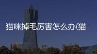 貓咪掉毛厲害怎么辦(貓咪掉毛厲害什么原因怎么辦)