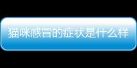 貓咪感冒的癥狀是什么樣的？貓咪感冒的癥狀及解決辦法