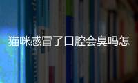 貓咪感冒了口腔會(huì)臭嗎怎么辦？貓咪感冒會(huì)口腔潰瘍嗎