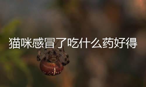 貓咪感冒了吃什么藥好得快(貓咪感冒可以吃人的哪些藥?)