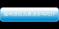 貓咪感冒流鼻涕多嗎吃什么藥？貓感冒流鼻涕是什么樣子的