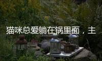 貓咪總愛躺在鍋里面，主人就把菜撒在它的身上，貓：有本事開火啊