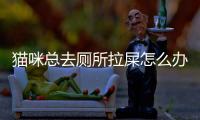 貓咪總?cè)涸趺崔k？