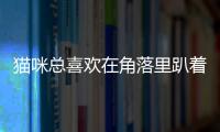 貓咪總喜歡在角落里趴著(貓咪喜歡躲在角落)