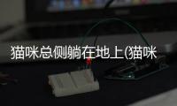 貓咪總側(cè)躺在地上(貓咪側(cè)躺睡覺)