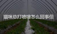 貓咪總打噴嚏怎么回事但精神很好？貓咪總打噴嚏但是精神很好