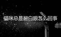 貓咪總是翻白眼怎么回事啊？貓咪翻白眼怎么回事啊