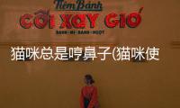 貓咪總是哼鼻子(貓咪使勁哼鼻子)