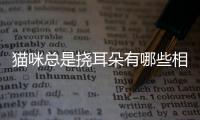 貓咪總是撓耳朵有哪些相關的疾病呢(貓咪總是撓耳朵,這是怎么了?)