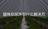 貓咪總尿床有什么解決方法(貓咪總尿床改不掉怎么辦)