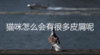 貓咪怎么會有很多皮屑呢？貓有點皮屑怎么回事兒?正常嗎?