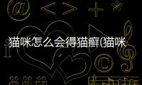 貓咪怎么會得貓癬(貓咪怎么會有耳螨)