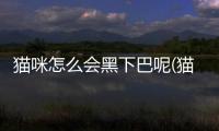 貓咪怎么會黑下巴呢(貓咪怎么會有跳蚤)