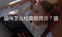 貓咪怎么檢查腸胃炎？貓咪怎么檢查腸胃疾病