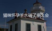 貓咪懷孕羊水破了多久會生(貓咪懷孕羊水破了是什么樣)