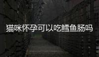 貓咪懷孕可以吃鱈魚腸嗎