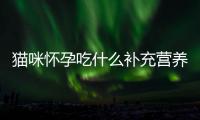 貓咪懷孕吃什么補充營養(yǎng)(貓咪懷孕尿血怎么回事)
