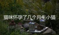 貓咪懷孕了幾個月生小貓(貓咪懷孕了幾個月生產)