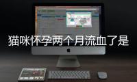 貓咪懷孕兩個月流血了是怎么回事(貓咪懷孕兩個月流產什么癥狀表現)