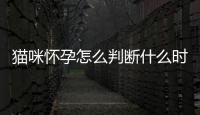 貓咪懷孕怎么判斷什么時(shí)候生(貓咪懷孕怎么判斷小貓健康)