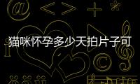 貓咪懷孕多少天拍片子可以看出來了(貓懷孕多久拍片子)