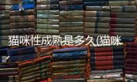 貓咪性成熟是多久(貓咪性成熟需要幾個月)