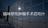 貓咪惡性腫瘤手術后吃什么好(貓咪惡性腫瘤還能治嗎)