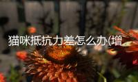 貓咪抵抗力差怎么辦(增強(qiáng)貓咪抵抗力的有什么)