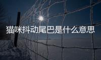 貓咪抖動尾巴是什么意思(貓咪抖動身體是怎么回事)