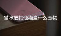 貓咪把其他貓當什么寵物？貓咪把其他貓當什么寵物養
