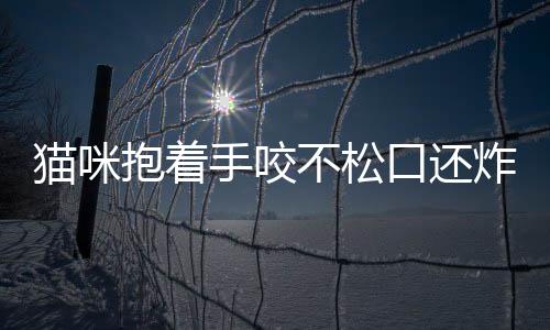 貓咪抱著手咬不松口還炸毛怎么回事？貓咪抱著手咬不松口還炸毛了