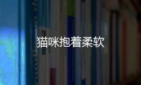 貓咪抱著柔軟