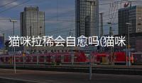 貓咪拉稀會自愈嗎(貓咪拉稀像泥漿很臭吃什么藥)