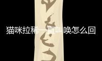 貓咪拉稀一直叫喚怎么回事？貓咪拉稀一直叫喚不吃東西